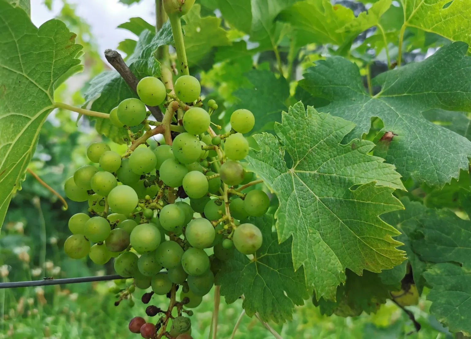 Wines - Lacbleu Wines
