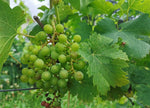 Wines - Lacbleu Wines